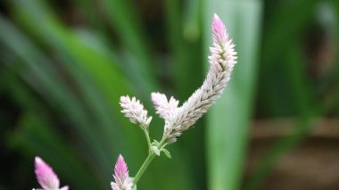 Celosia argentea var cristata, bahçede horoz ibiği çiçeği olarak da bilinir. Bu çiçek ilaç ve süs olabilir. Tanaman Boroco, Bayam Kucing