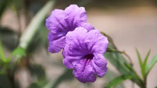 stock image Close up of Ruellia tuberosa or Purple Kencana or Ruellia brittoniana or Ruellia tuberosa or Purple Ruellia flower blooming on green leaves background.