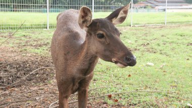 Kızıl geyik kameraya bakıyor. Büyük kahverengi gözleri ve keskin bakışlarıyla.