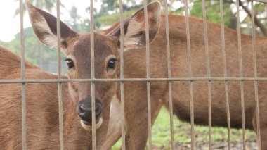 Kızıl geyik kameraya bakıyor. Büyük kahverengi gözleri ve keskin bakışlarıyla.