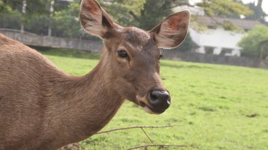 Kızıl geyik kameraya bakıyor. Büyük kahverengi gözleri ve keskin bakışlarıyla.