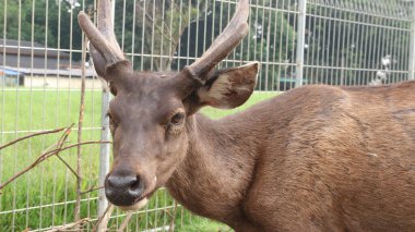 Red deer is looking at the camera. With big brown eyes and a sharp gaze. clipart