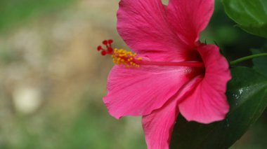Hibiscus rosa-sinensis. Bu, güneşli bir günde pembe çiçekli ve yeşil yapraklı tropikal bir bitki..