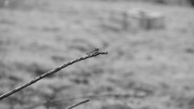 Orthetrum sabina (Yeşil Bataklık Şahini) pruinosum