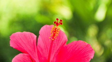 Hibiscus rosa-sinensis. Bu, güneşli bir günde pembe çiçekli ve yeşil yapraklı tropikal bir bitki..