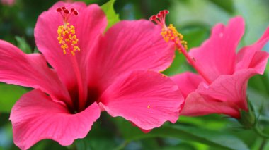 Hibiscus rosa-sinensis. Bu, güneşli bir günde pembe çiçekli ve yeşil yapraklı tropikal bir bitki..