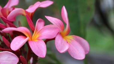 Plumeria rubra L. Siam Red (Bunga Kamboja merah; Bunga Jepun). Plumeria cinsinden bir grup bitki. Bu çiçekler Bali Hindu duaları ve Bali 'deki süs bitkileri için..