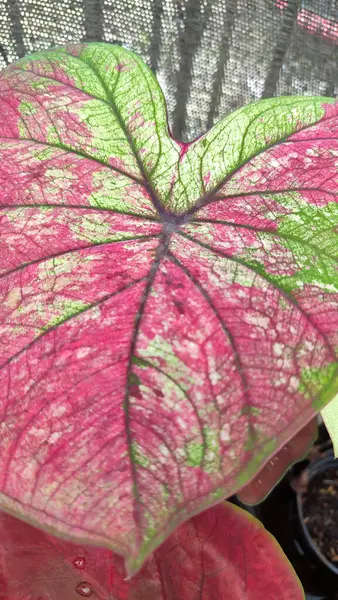 stock image Caladium Bicolor beautiful leaves, best in the pot for garden and home decoration.