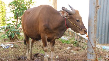 Kurban edilmeye hazır sağlıklı, tombul bir inek. Etleri, Kurban Bayramı 'nda yerel halka dağıtılacak..
