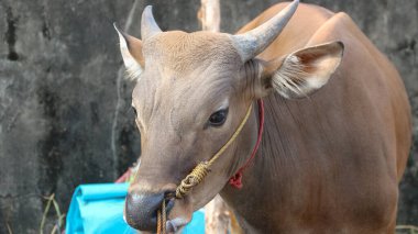 Kurban edilmeye hazır sağlıklı, tombul bir inek. Etleri, Kurban Bayramı 'nda yerel halka dağıtılacak..