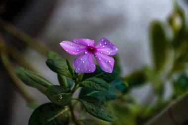 Beyaz dikey hidroponik seti olan kaya yünü küpleri. Aquaponics, tohum filizlenmesi için kullanılır. Ziraat. Dengeleyici nem ve oksijen. Bazalt kaya ve tebeşirden yapılmış..