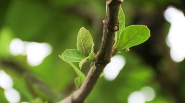 Piç meşe ağacının yeşil yapraklarını kapat (Butea monosperma)
