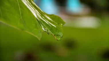 Piç meşe ağacının yeşil yapraklarını kapat (Butea monosperma)