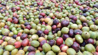 Endonezya Arabika kahve ağacı, Curup Bengkulu 'daki en iyi kahve.