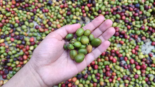 Endonezya Arabika kahve ağacı, Curup Bengkulu 'daki en iyi kahve.