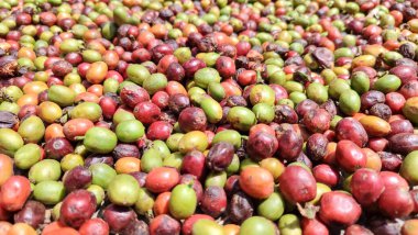 Endonezya Arabika kahve ağacı, Curup Bengkulu 'daki en iyi kahve.