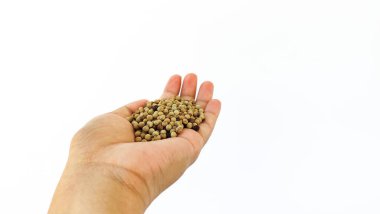 Endonezya Arabika kahve ağacı, Curup Bengkulu 'daki en iyi kahve.