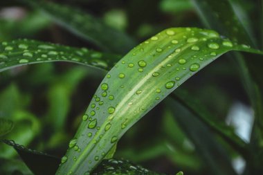 Doğada güzel bir sabah çiyi damlası, seçici bir odak. Yaprakların üzerinde temiz şeffaf su damlaları.
