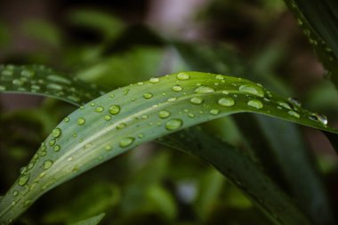 Doğada güzel bir sabah çiyi damlası, seçici bir odak. Yaprakların üzerinde temiz şeffaf su damlaları.
