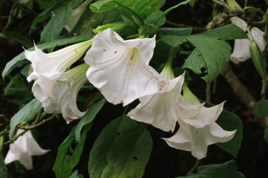 Bahçede yaprakları olan beyaz melekler (Brugmansia veya Datura).