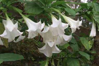 Bahçede yaprakları olan beyaz melekler (Brugmansia veya Datura).