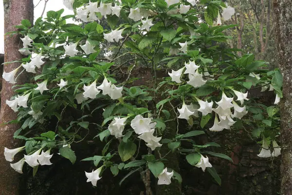 Bahçede yaprakları olan beyaz melekler (Brugmansia veya Datura).