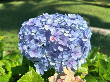 Hydrangea, Cool Blue Hydrangeas çiçekleri - Hydrangea makrophylla: hydrangea paniculata yazın bahçedeki çalılıkta çiçek açar