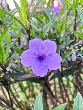 Ruellia tuberosa ya da Purple Kencana ya da Ruellia brittoniana ya da Ruellia tuberosa ya da Mor Ruellia çiçeğinin yeşil yapraklar üzerinde çiçek açması.