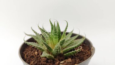 Aristaloe aristata, sapsız testere dişli sulu, yakın çekim. Asphodelaceae, Asphodelaceae familyasından bir bitki türü..