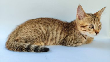 Gri Kedi sokak portresi arka planda bulanık ön kameraya bak. En yakın göze odaklan.