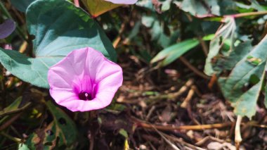 Tievine (Ipomoea cordatotriloba) pembe çiçek açar. Tievine 'in makro görüntüsü, yazmak için alanı olan huni biçimli çiçek.