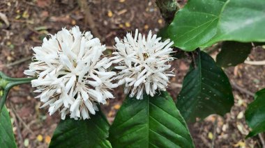 Curup Bengkulu 'daki Endonezya Arabika kahve ağacında, kahve tarlasında Arabika ve Robusta ağacı.