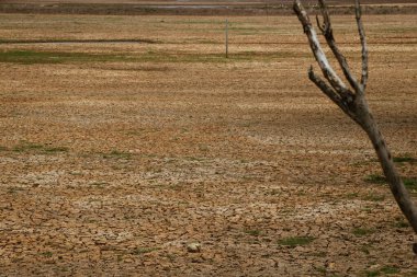 Bir tarlanın ortasında kurak bir ağaç, susuzluktan çatlamış bir zemin. Çevreyi kuraklıktan koru.