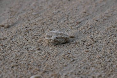Deniz kabuğu koleksiyonu ve deniz yıldızlarının estetik yaz tasarımı için doğal desenli arka planı olan kumlu bir sahil manzarası.