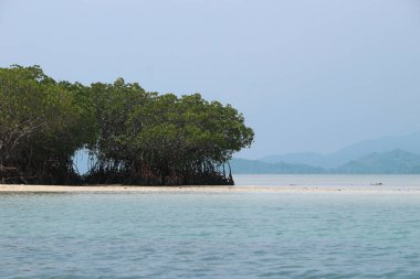 Bir pahawang-lampung 'un sığ sularında yetişen gri bir mangrov ağacı..