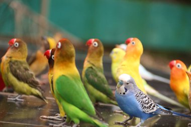 Komik papağan. Evcil papağan. Şirin muhabbet kuşu. Ornitoloji. Hayvanlara sevgi ve ilgi..