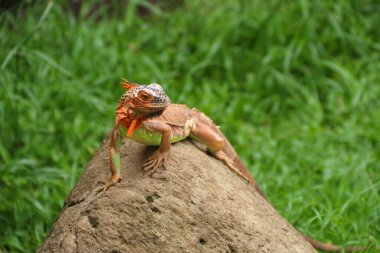 Yeşil iguana (İngilizce: 