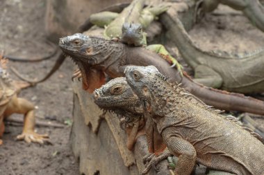 Yeşil iguana (İngilizce: 