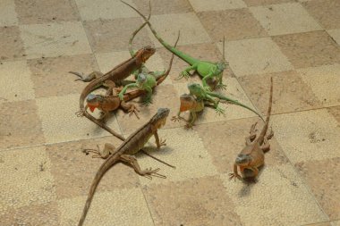 Yeşil iguana (İngilizce: 