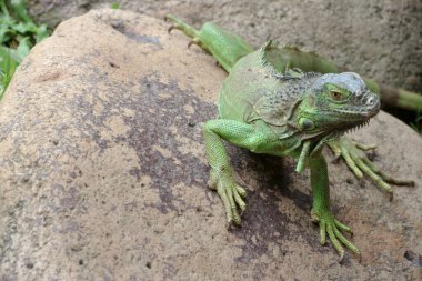 Yeşil iguana (İngilizce: 