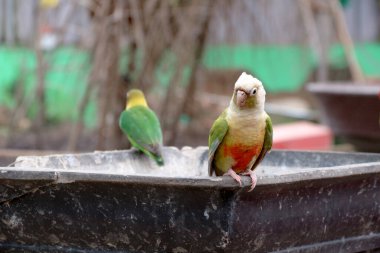 Kestane renkli papağan kuşu (Pyrrhura frontalis))