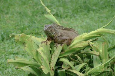 Yeşil iguana (İngilizce: 