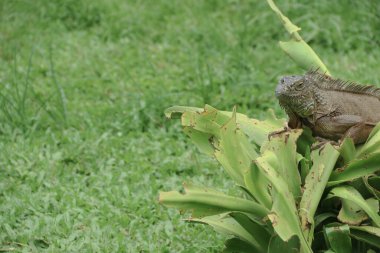 Yeşil iguana (İngilizce: 