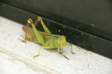 Yeşil çekirge otobur böcekler Caelifera alt sınırından ortopedi sırasına göre