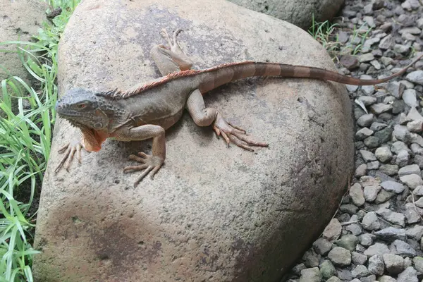 Yeşil iguana (İngilizce: 