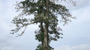 Kapok kapok or kapok (Ceiba pentandra) is a tropical tree belonging to the order Malvales and the family Malvaceae clipart