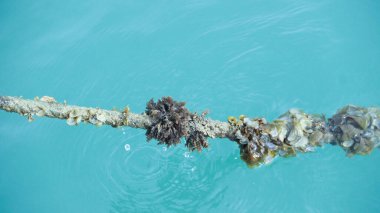 Akdeniz sularındaki deniz yosunları ve deniz yosunlarıyla kaplanmış eski gemi halatları.