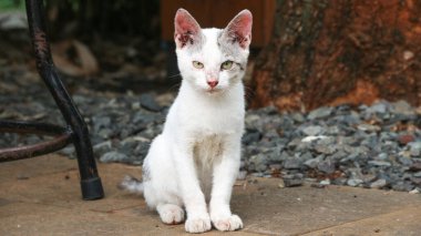 Yere bakan beyaz kedi suratlı bir yakın çekim.