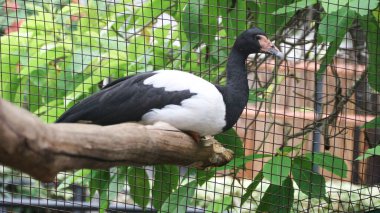 Close up of a magpie goose (anseranas semipalmata) clipart