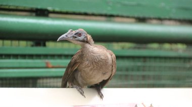 Başlıklı keşiş kuşu, Philemon Buceroides, kafeste oturan güzel kuş. Asya 'da Endonezya. Keşiş kuşu doğada.